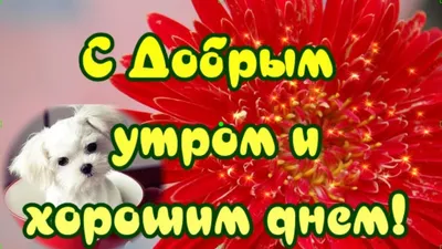 Доброе утро хорошего дня прикольные картинки