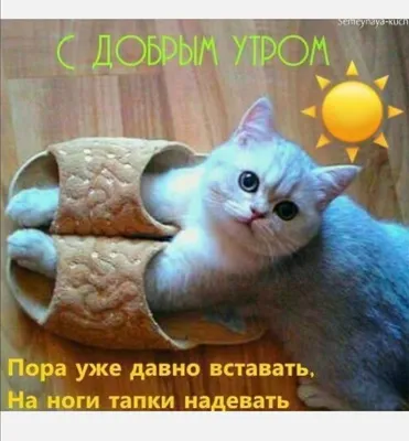 Доброе Утро всем! | Кошки и котята, Доброе утро, Смешные детские картинки картинки