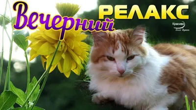 🦋 Добрый летний вечер, друзья!... Вечерний релакс 🦋 - YouTube картинки