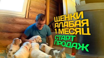 ЩЕНКИ АЛАБАЯ 1 МЕСЯЦ - YouTube картинки