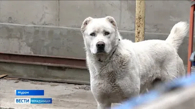 В Муроме свирепый алабай держит в страхе целый район картинки