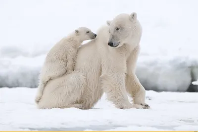 27 февраля в мире отмечается Международный день полярного медведя  (International Polar Bear Day) или / Белый медведь :: медведь / смешные  картинки и другие приколы: комиксы, гиф анимация, видео, лучший  интеллектуальный юмор. картинки