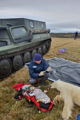 В Диксоне спасли белого медведя, у которого во рту застряла банка от  сгущёнки » Новости Нарьян-Мара сегодня – Последние события в НАО –  Информационное агентство NAO24.RU картинки