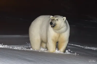 Черная кожа белого медведя - Polarpedia картинки