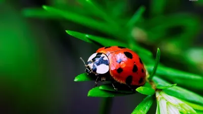 Картинка ladybirds, Божьи коровки, 1750 1920x1080 скачать обои на рабочий  стол бесплатно, фото 66926 картинки