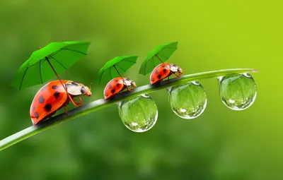 Обои капельки, зонтики, божьи коровки, травинка, droplets, ladybirds, a  blade of grass, parasols картинки на рабочий стол, раздел животные - скачать картинки