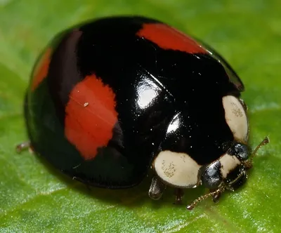 Божьи коровки (Coccinellidae): фото, описание, виды, факты картинки