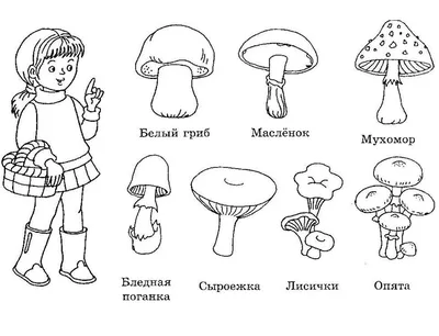 Раскраска съедобные и несъедобные грибы - 59 фото картинки