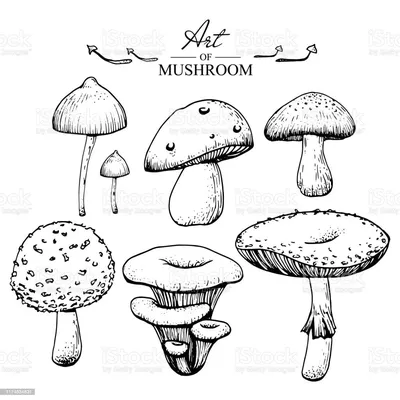 Съедобные грибы раскраска - 70 фото картинки