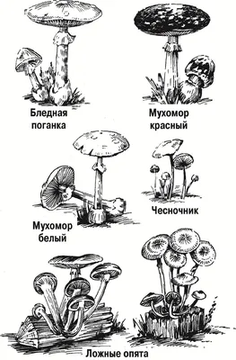 Рисунок карандашом несъедобные грибы - 56 фото картинки