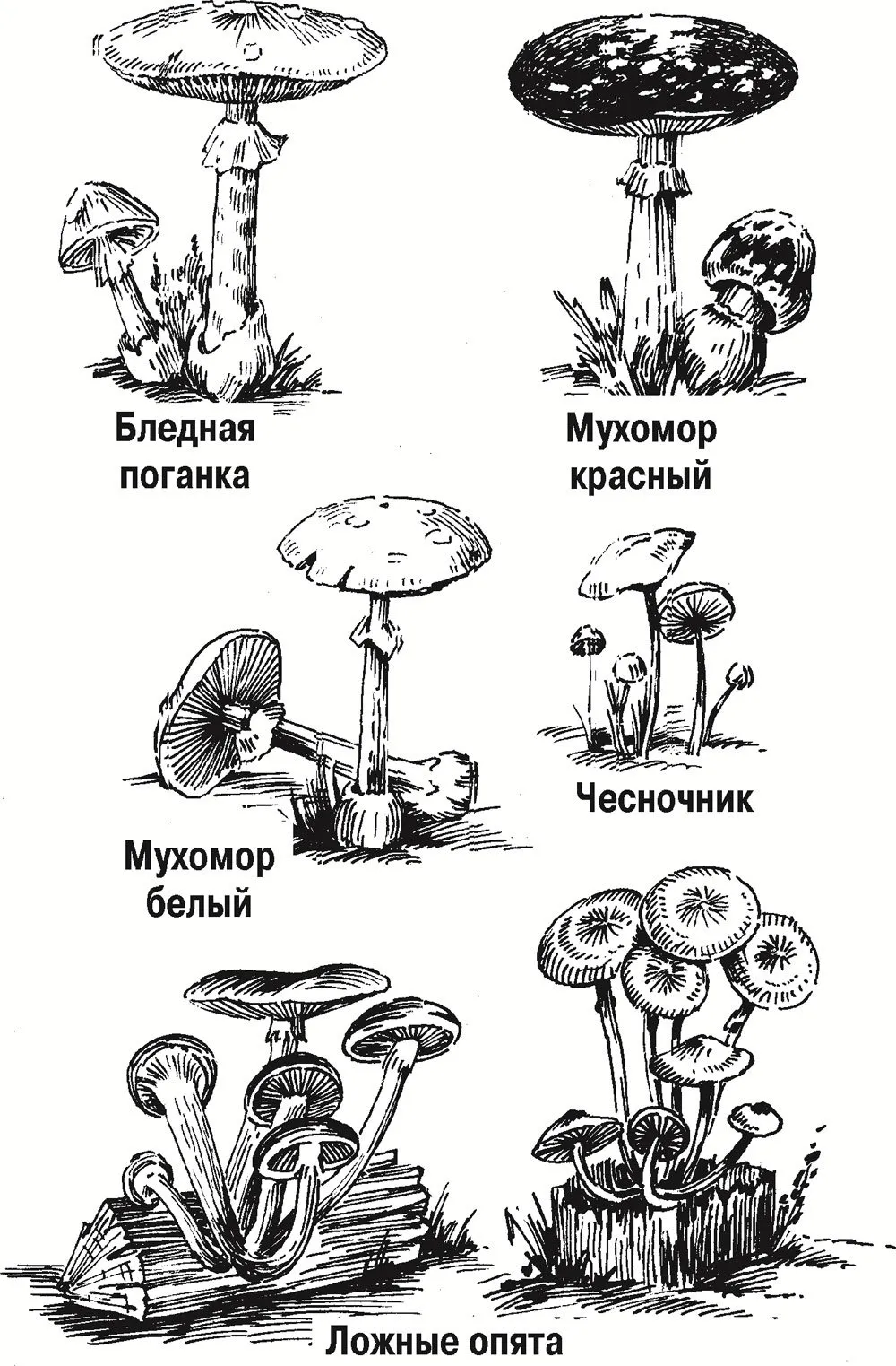 Грибы съедобные и несъедобные картинки для детей с названиями раскраски