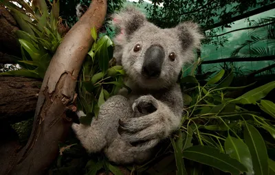 Обои Австралия, Australia, Коала, Koalas, Koala, Австралийский зоопарк  Брисбена, Wildlife Hospital, Больница дикой природы, Сумчатые, Коалы,  Спасение коалы, Imperiled, Australia ZooBrisbane, Спасение дикой природы,  Rehabilitation, Threatened картинки ... картинки