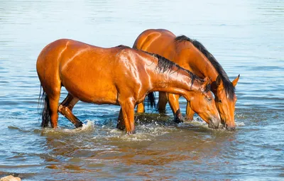 Обои вода, кони, лошади, купание, пара, рыжие, водопой, водоем, две лошади,  два коня картинки на рабочий стол, раздел животные - скачать картинки