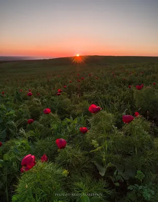 ДИКИЕ ПИОНЫ. Фотограф Арсен Алабердов картинки