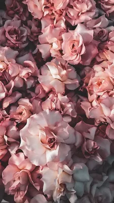 Открытка из приложения Кефир: https://kefirapp.com/c/3377433 | Rose gold  wallpaper iphone, White roses wallpaper, Gold wallpaper iphone картинки