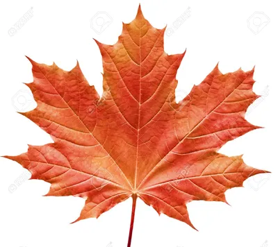 Close-up of a perfect red maple leaf isolated on pure white background  Stock Photo - 261080 | Tree art, Autumn leaves art, Pure white background картинки