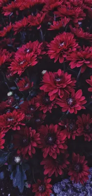 Wallpaper flowers red цветы природа обои на телефон | Обои, Цветочные  картины, Цветочная живопись на холсте картинки