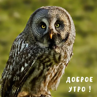 Открытка Доброе утро! - RozaBox.com картинки