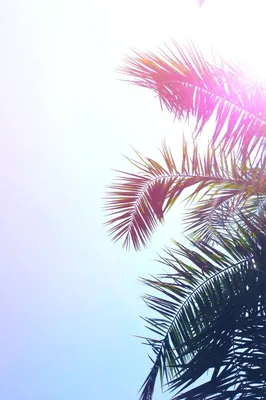 OverDoz | Palm trees, Wallpaper, Pretty pictures картинки