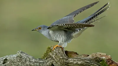 Скачать обои животные, птицы, кукушка из раздела Животные, в разрешении  1920x1080 картинки