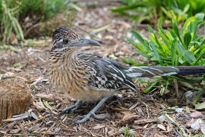 Скачать обои Greater Roadrunner, калифорнийская, земляная, кукушка  бесплатно для рабочего стола в разрешении 4884x3256 — картинка №543990 картинки