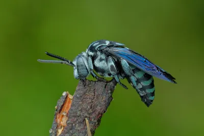 Обои пчела-кукушка Cuckoo Bee макро - бесплатные картинки на Fonwall картинки