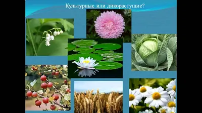 дикорастущие и культурные растения 2 класс презентация - YouTube картинки