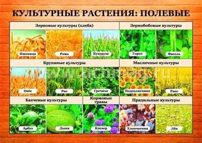 Культурные растения: полевые: 16 демонстрационных дидактических красочных  карт с оборотом – купить по цене: 171 руб. в интернет-магазине УчМаг картинки