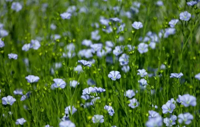 Обои цветы, лен, flowers, Лён, голубые цветы, голубой лен картинки на  рабочий стол, раздел природа - скачать картинки