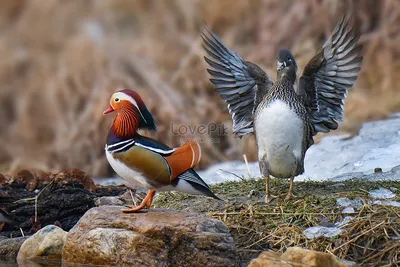 Мандаринка изображение_Фото номер 500255169_JPG Формат  изображения_ru.lovepik.com картинки