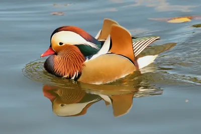 Обои Птицы Утки Мандаринка Животные - Фото : 314208 | Duck wallpaper,  Animals, Mandarin duck картинки