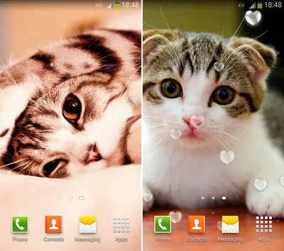 Милые Котята Живые Обои (версия 4.1) на андроид скачать apk бесплатно картинки