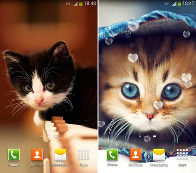 Милые Котята Живые Обои (версия 4.1) на андроид скачать apk бесплатно картинки