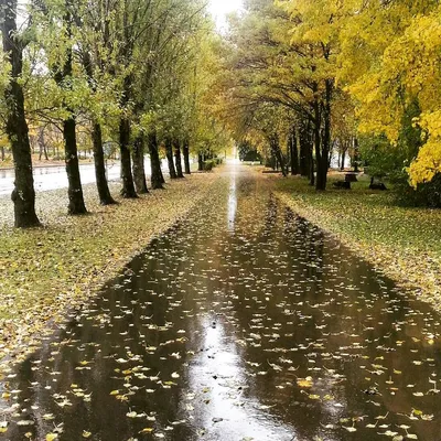 Осень, парк, аллея, дорога, листья, дождь. | Пейзажи, Природа, Парк картинки