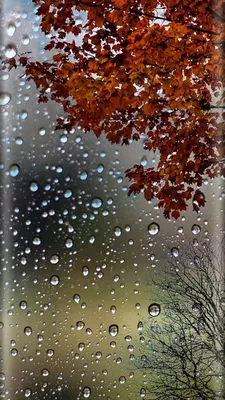 Pin by Светлана on Осень... | Rain wallpapers, Nature backgrounds iphone,  Fall wallpaper картинки