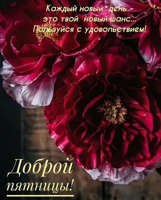 Лучшие идеи (150) доски «Утро пятницы» | утро пятницы, открытки, пятничный  юмор картинки