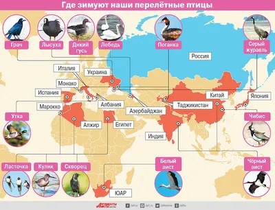 Где зимуют и когда возвращаются перелётные птицы? | Инфографика |  Вопрос-Ответ | Аргументы и Факты картинки