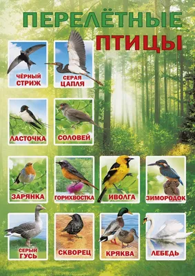 Пазл «Перелетные птицы» из 408 элементов | Собрать онлайн пазл №13396 картинки