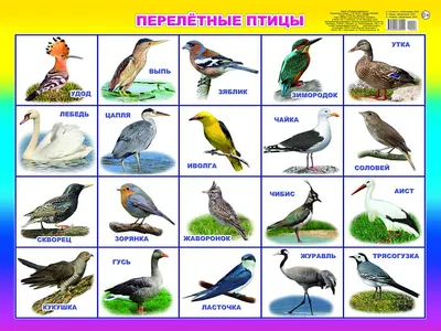 Плакат Перелетные птицы (59*44 см) \\ 00006 Леда – купить в интернет  магазине «Дошкольник+» картинки