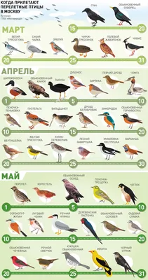 В столичный регион возвращаются перелетные птицы - Российская газета картинки