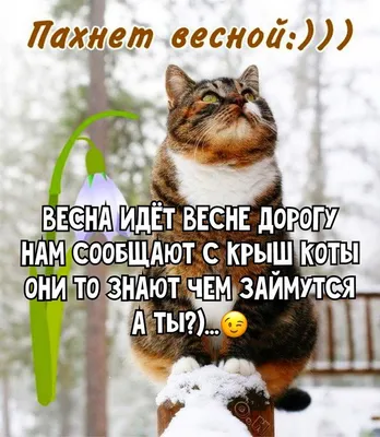 Николай on Instagram: “✓ Так что... – ВЕСЕННЕГО НАСТРОЕНИЯ НАМ ВСЕМ…..‼️ -  Так БУДЬТЕ ЛЮБИМЫ и СЧАСТЛИВЫ ЭТОЙ ВЕСНОЙ‼️☀️🙈 #вопросребром 😀  #чемзаймешсяты⁉️⬇️…… картинки