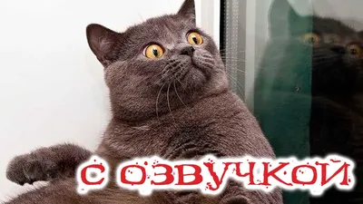 Приколы с котами! Смешные коты с ОЗВУЧКОЙ! СМЕШНЫЕ ЖИВОТНЫЕ 2022! Попробуй  не засмеяться! - YouTube картинки