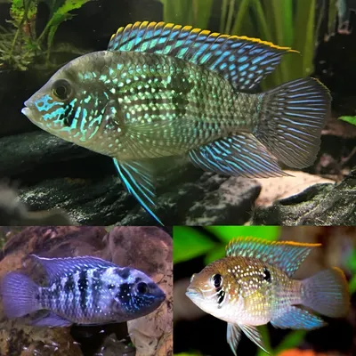 Американская цихлида — Blue Acara Cichlid (Aequidens Pulcher) 5см — Аквариум Центральный картинки