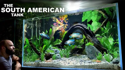 Танк в Южной Америке: EPIC Aquascape Tutorial с Electric Blue Acara — YouTube картинки