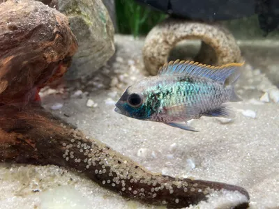 Яйца Electric Blue Acara | Форумы тропических рыб 🐠 картинки