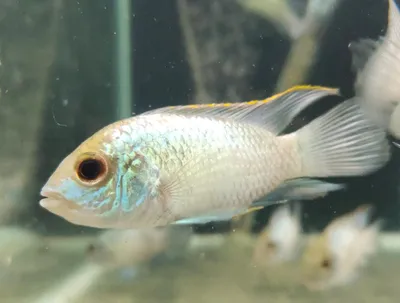 Electric Blue Acara - Splashy Fin Live Fish Bangalore Only Shipping картинки