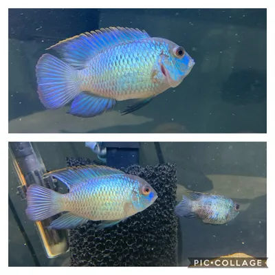 Моя племенная пара Electric Blue Acara : r/Cichlid картинки