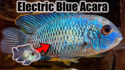 10 лучших помощников по баку для Electric Blue Acara - YouTube картинки