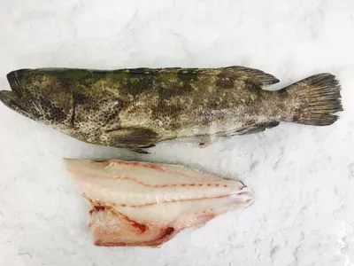 SPOTTED GROUPER - Hendy Bros | Hendy Bros | International Seafood Traders |  Cape Town картинки