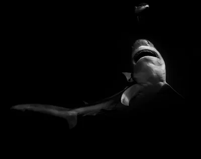 Bull Shark Jaws Black & White Edition, алюминиевый принт — Tannerunderwater картинки